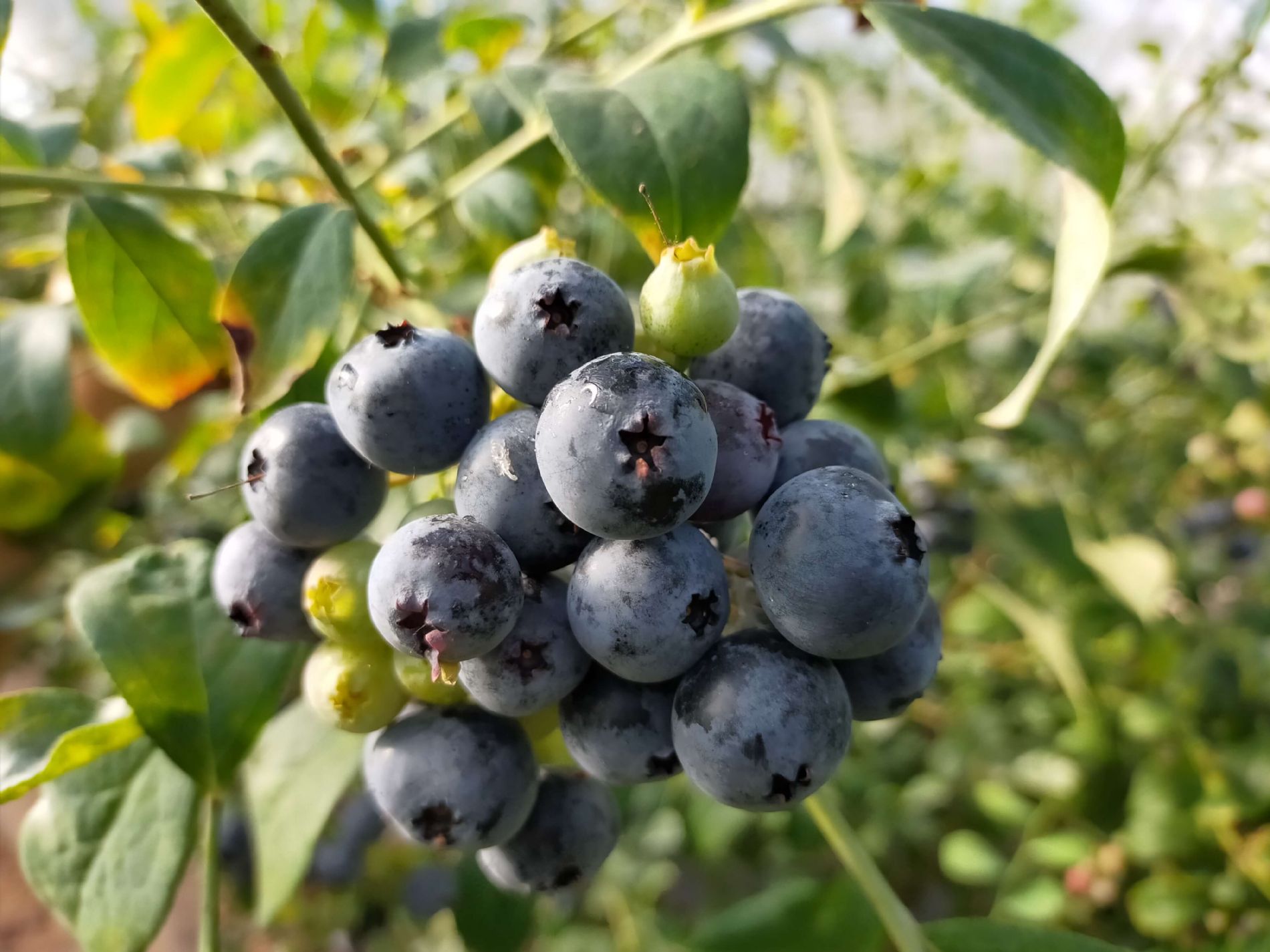 Centra blue rabbiteye fruits