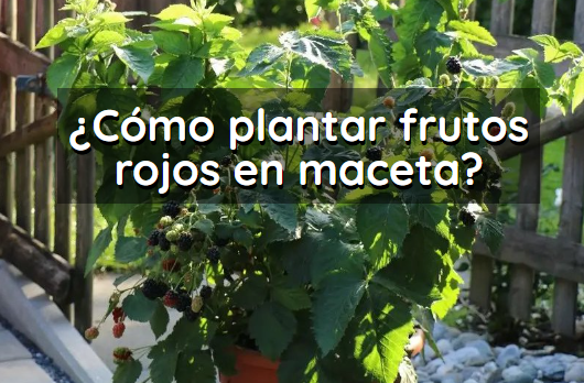 Como plantar frutos rojos en maceta