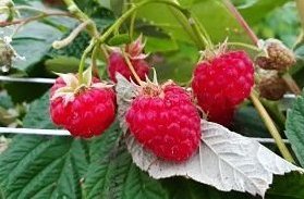 Como podar frambuesas de doble cosecha (Rubus idaeus)