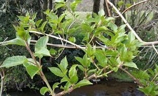 Como podar Mini kiwi, Kiwio o kiwiberry