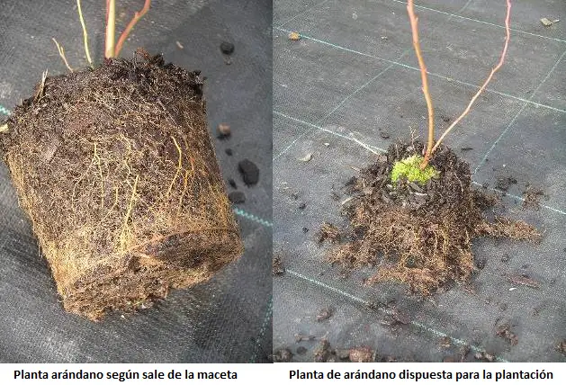 como preparar as plantas de mirtilo e as suas razes antes de plantar