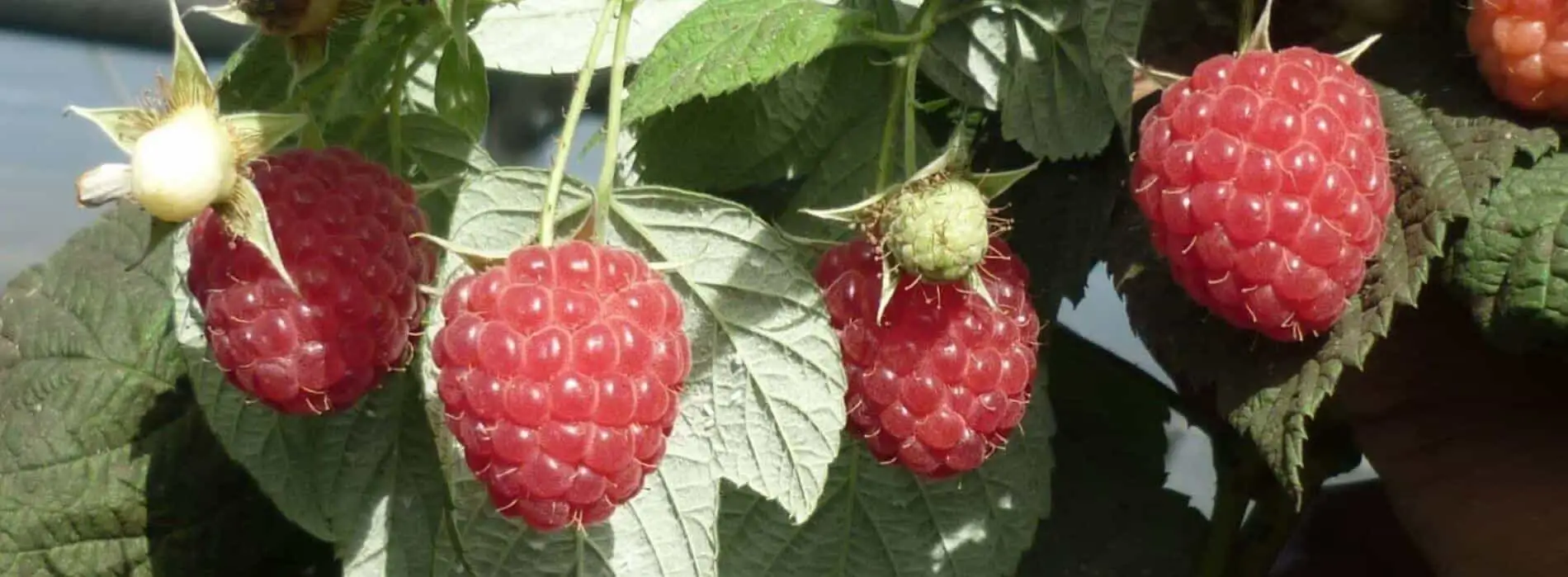Comprar plantas de frambuesa