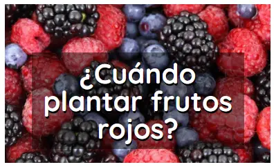 Artculo cuando plantar frutos rojos