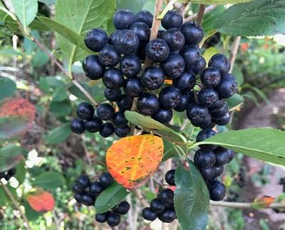 Cundo se cosecha la aronia? Aronia melanocarpa