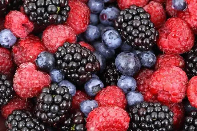 cuando plantar plantas de  frutos rojos