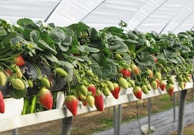 Cultivo de fresas hidropona