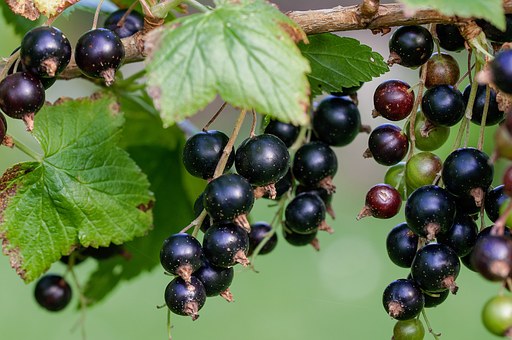 Currant blackdown