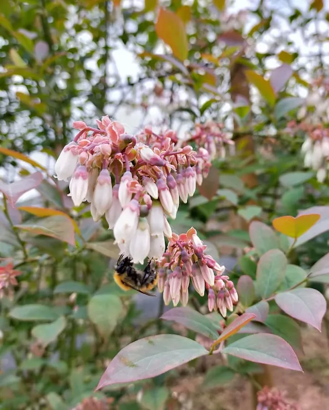 Flores de arndano Rabbiteye (Ojo de conejo) Vaccinium ashei