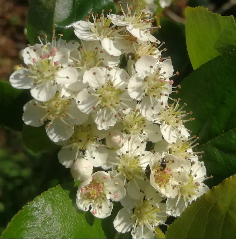 Floracin de la aronia