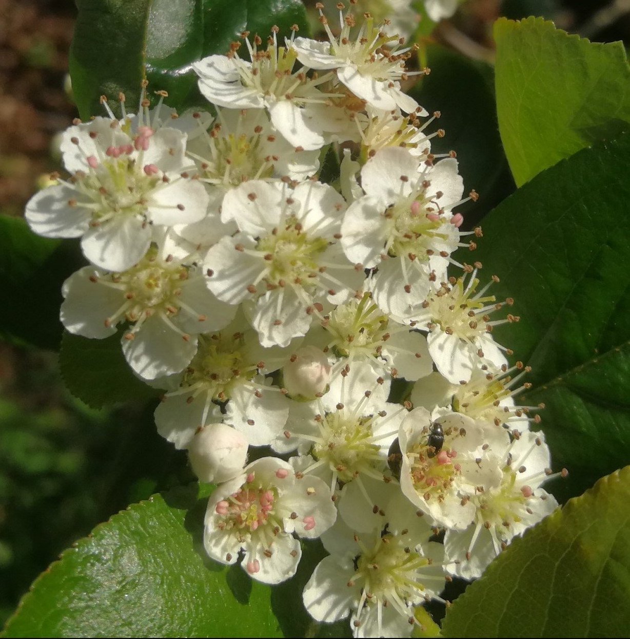 Floracin de la aronia