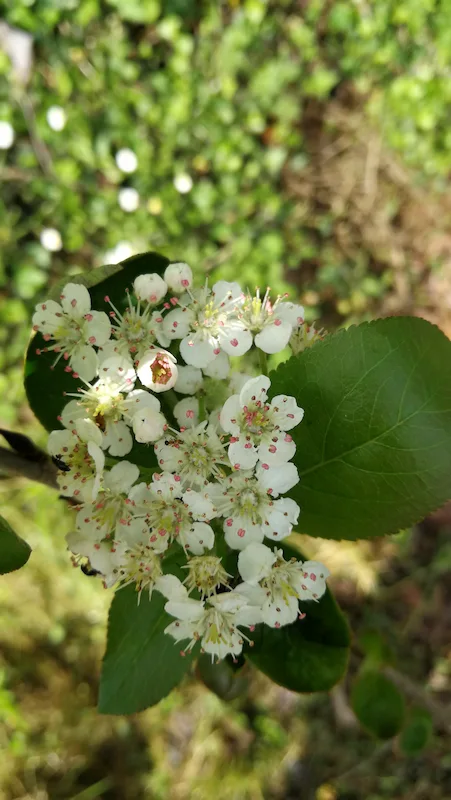 Floracin de la aronia