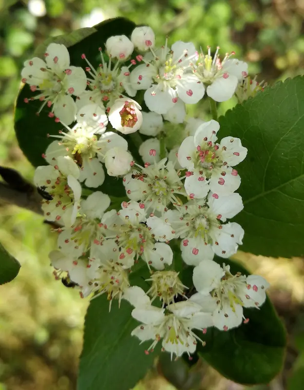 Flores aronia melanocarpa