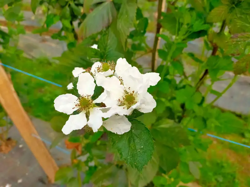 Flores de zarzamora remontante ARK