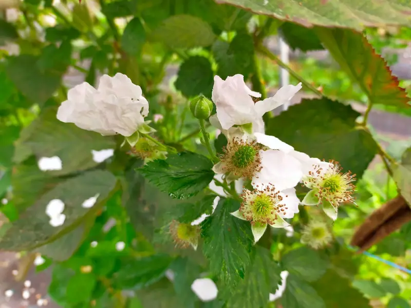 flores y frutos en formacin zarzamora