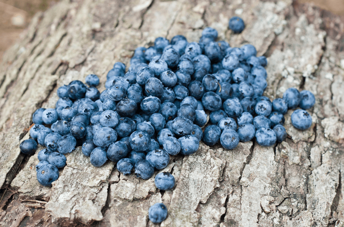 Vivero online de plantas de frutos rojos