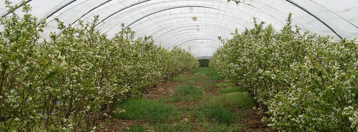 Venta online de plantas de arndanos