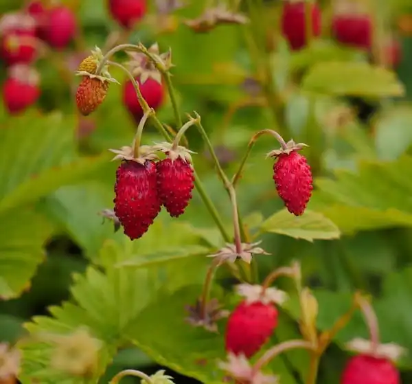 Fresa silvestre, fresa alpina, fragaria vesca