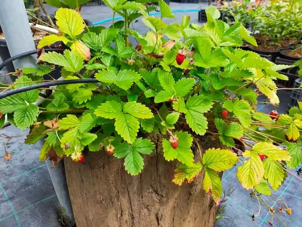 Planta de fresa del bosque, fragaria vesca