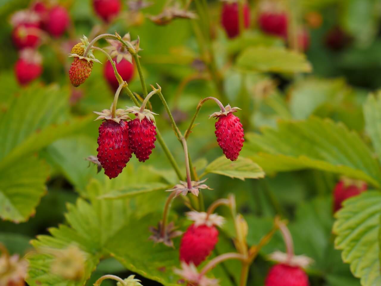 Venta online de fresas del bosque