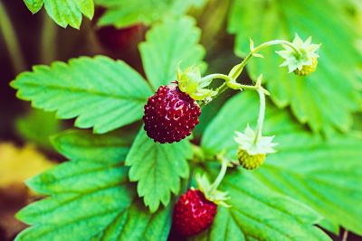 Venta online de plantas de fresas silvestres