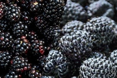 Diferenas entre framboesa preta e amora