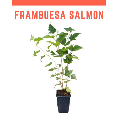Planta frambuesa salmonberry