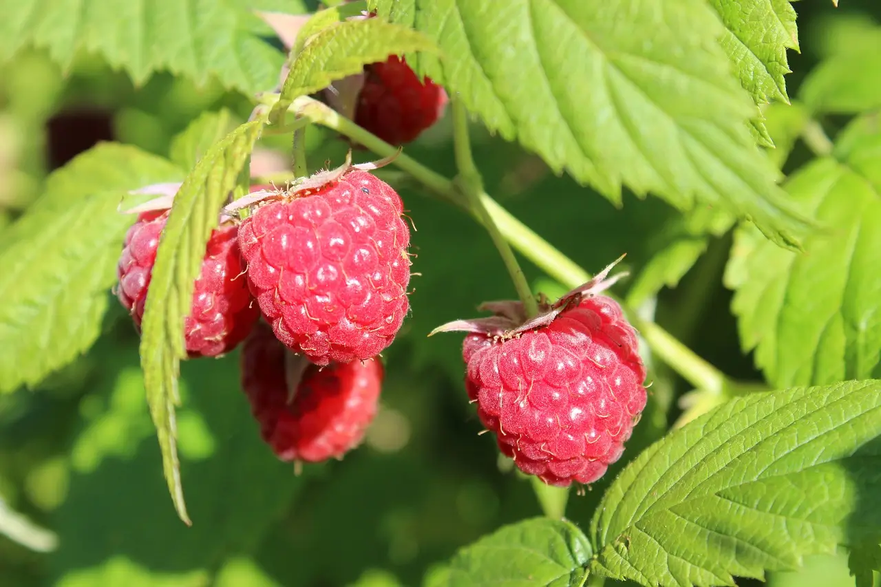 Venta online de plantas de frambuesa Rubus