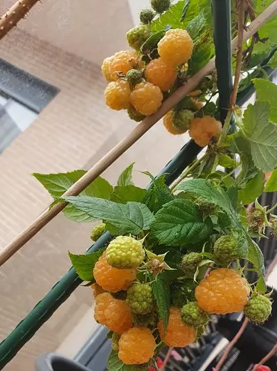 Planta de frambuesa amarilla, cultivo en maceta en Madrid