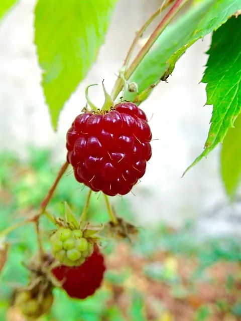 Frambuesa artica (Rubus arcticus)