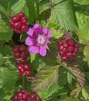 Planta frambuesa articaRubus arcticus  nectarberry