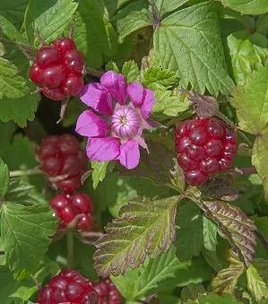 Planta frambuesa articaRubus arcticus  nectarberry