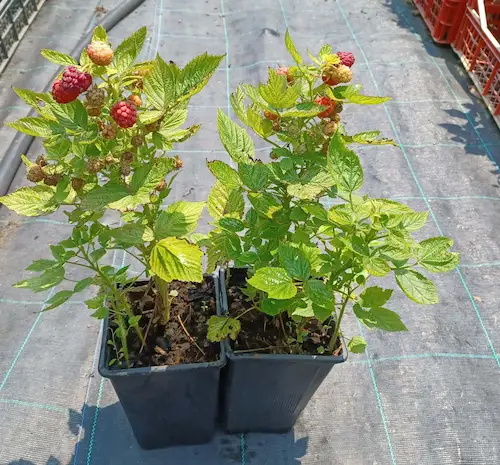 Venta online planta frambuesa enana roja, Rubus idaeus