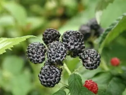 Frambuesa negra (Rubus occidentalis)