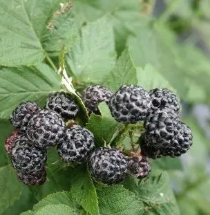 planta de frambuesa negra Rubus occidentalis