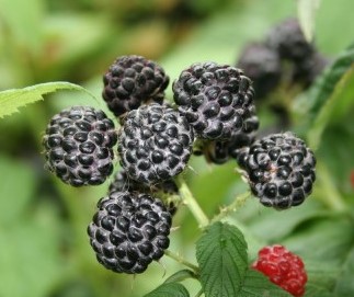 Framboesa preta Rubus occidentalis