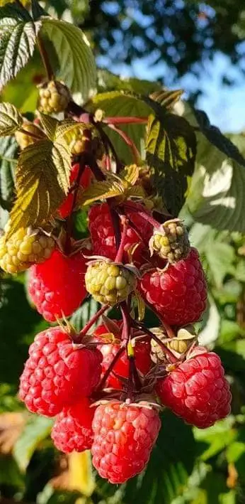 Frutos silvestres, frambuesa remonante roja