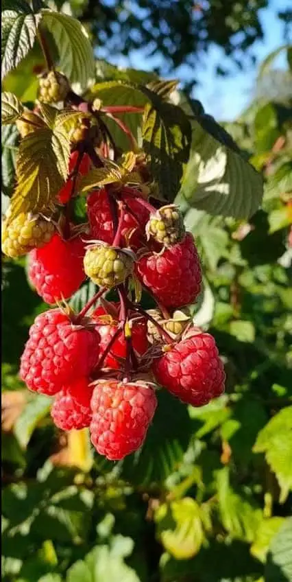 Frambuesa remontante roja (Rubus idaeus) variedad Versalles