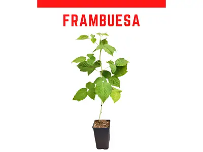 Venta de plantas de frambuesa roja, amarilla, negra y de balcn