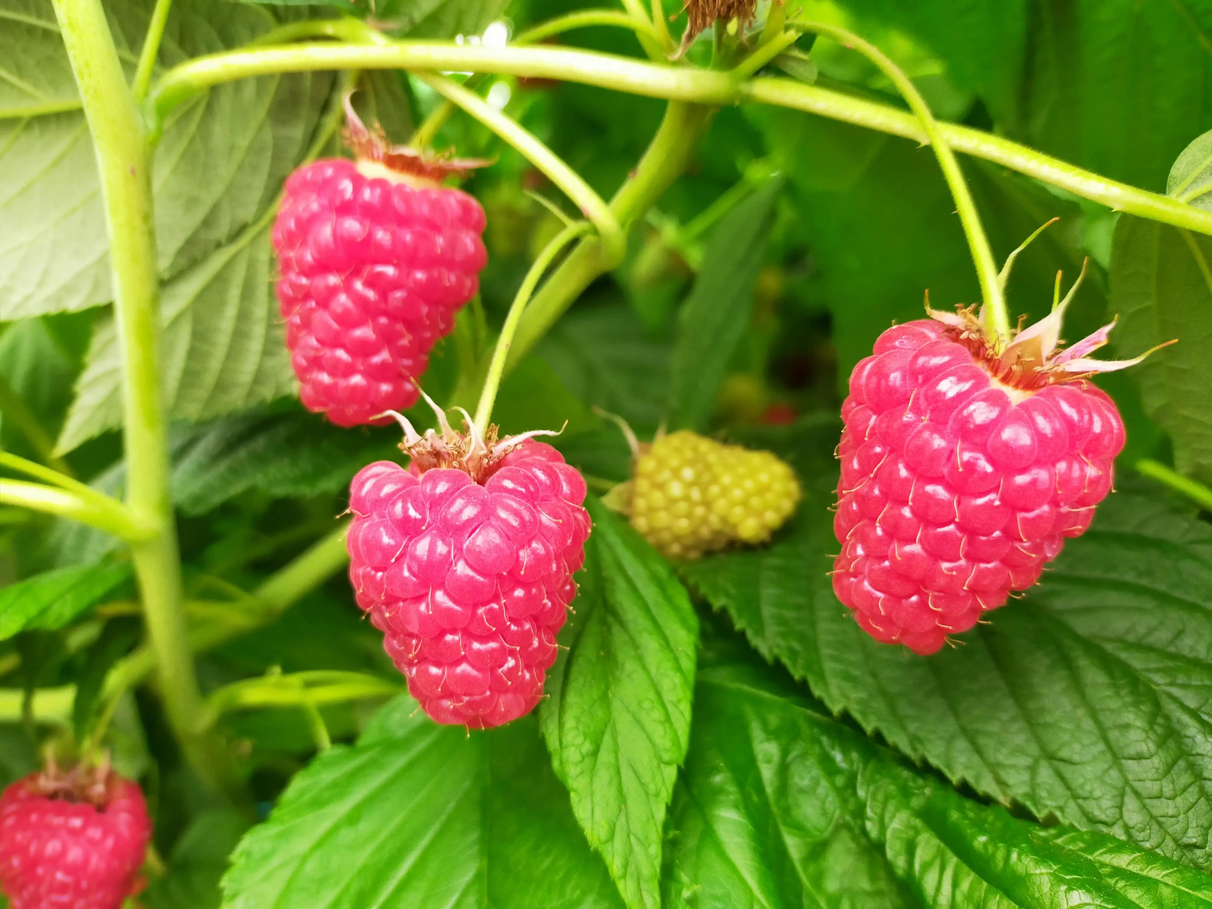 Venta online planta frambuesa doble cosecha Versalles, Rubus idaeus