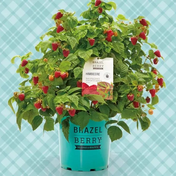 Planta de Frambuesa Brazelberry Shortcake®