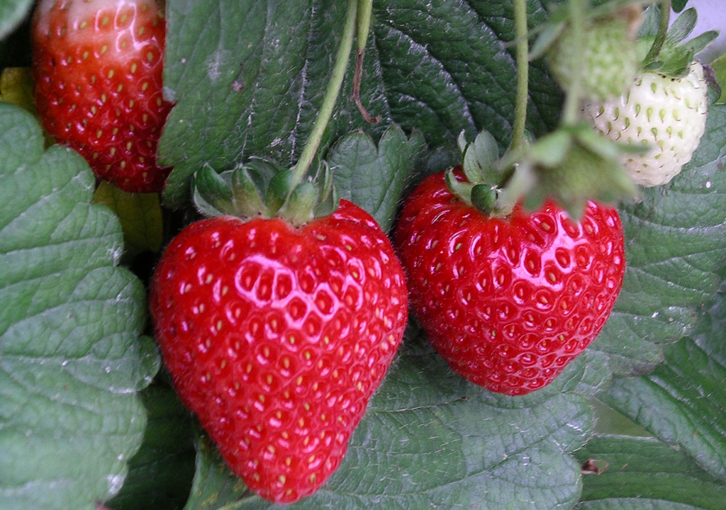 strawberry fruit