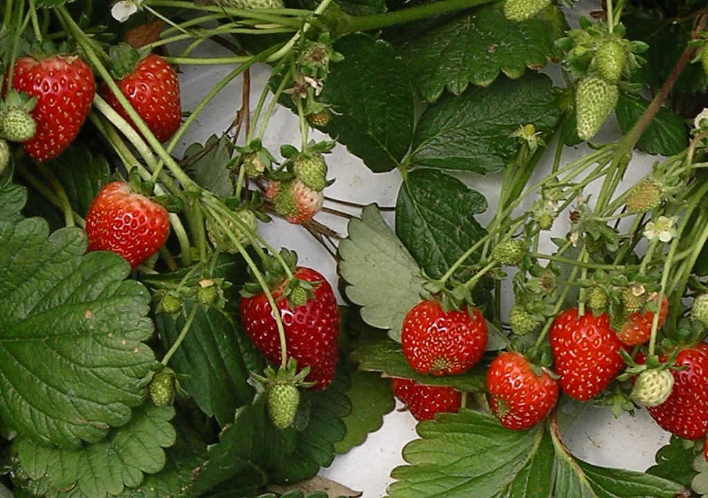 strawberry plant