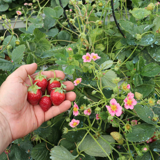 Plantas de fresa rosa Double Pleasure Standing Pink Wonder