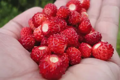 Venda online plantas morango silvestre, Fragaria vesca