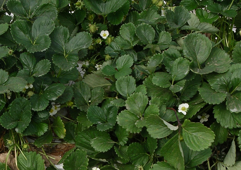 strawberry plant