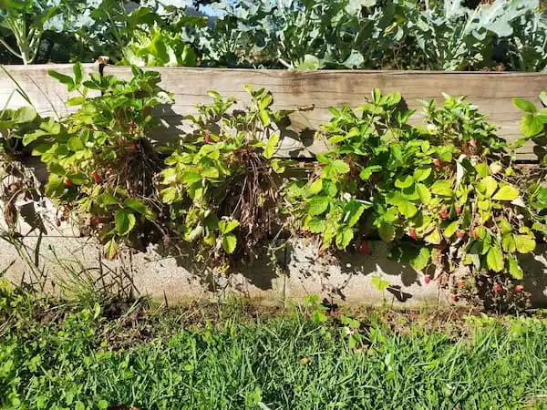 Cultivo fuera de suelo fresas del bosque