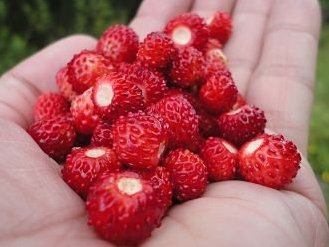 Fresas del bosque