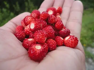 Fresas silvestres, fragaria vesca