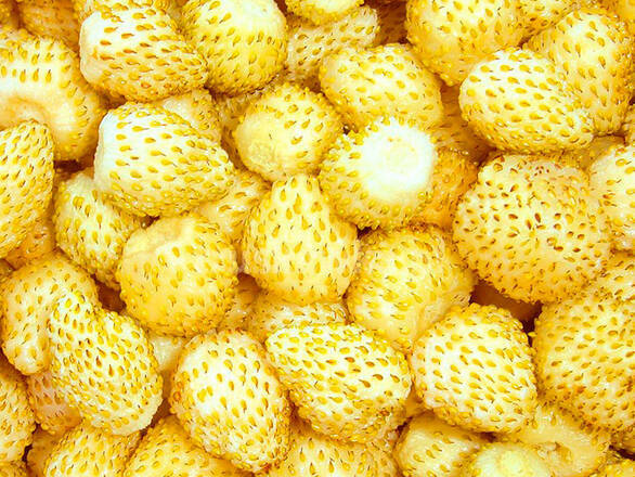 Plantas de fresa blanca Yellow wonder