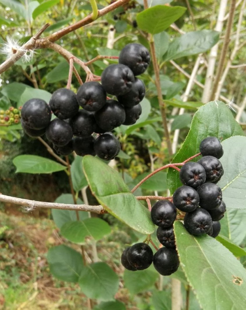 Comer aronia beneficios